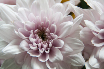 Close up of white dahlia flower. Copy space concept