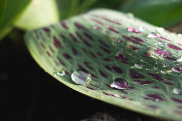 raindrops on a fancy leaf. springtime waterdrops