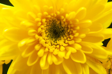 Close up of yellow dahlia flower. Copy space concept