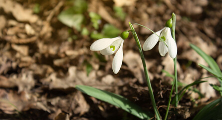 Two white blooming snowdrop in the forest background close-up