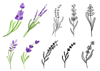 Branch of lavender in doodle and hand drawn styles. Vector illustration