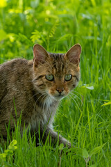 Żbik łac. Felis silvestris portret na tle zielonej trawy. Fotografia z Delta Dunaju Rumunia.