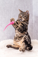 A kitten with black streaks on its fur sits funny on its hind legs and catches a toy with its front paws. The picture was taken indoors with a well-groomed pet
