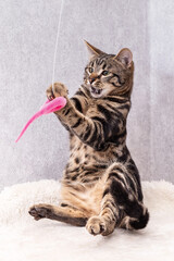 A kitten with black streaks on its fur sits funny on its hind legs and catches a toy with its front...