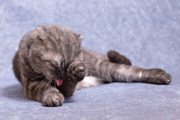 A dark gray cat of the Scottish fold breed is lying around and licking his pink tongue. Dark cat on a lilac background