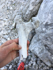 Human bone found in the Julian Alps in Slovenia.