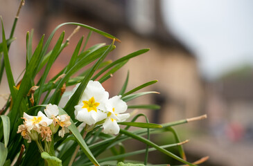 white primrose flowers (Primula vulgaris), signs of spring