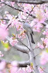 ヒヨドリと河津桜