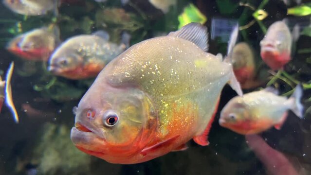 Piranhas with a red-orange belly floating in the water against a background of greenery and stones, standing piranhas. Close-up. Fish of the world ocean