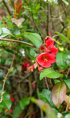 Obraz na płótnie Canvas close up of flowering ornamental quince (Chaenomeles x superba) Orange Trail in spring 