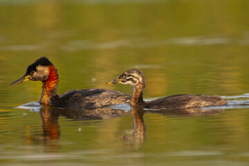 Perkozy rdzawoszyje łac. podiceps grisegena pływające po spokojnej zielonej wodzie. Fotografia z Delta Dunaju, Rumunia. © PIOTR