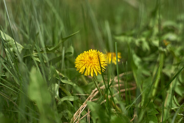 Dandelion in the grass. Yellow dandelion flower.