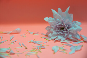 White flower petals on light pink color background. Valentine's, celebration and Mother's Day concept.