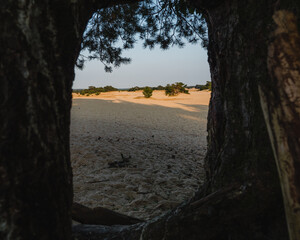 Look through trees on sandy plain at sunset