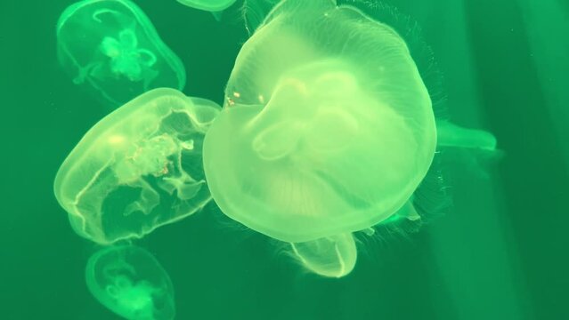 Aurelia jellyfish swims in colored water, colorful underwater pictures, aquarium. There are many jellyfish living in the tropical waters of the Indian, Pacific and Atlantic Oceans