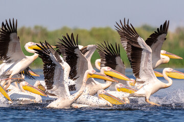 Polujące na ryby pelikany różowe łac. Pelecanus onocrotalus. Fotografia z Delta Dunaju Rumunia.