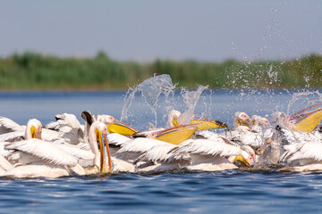 Polujące na ryby pelikany różowe łac. Pelecanus onocrotalus. Fotografia z Delta Dunaju Rumunia. - obrazy, fototapety, plakaty