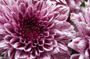 Close up of purple dahlia flower. Copy space concept