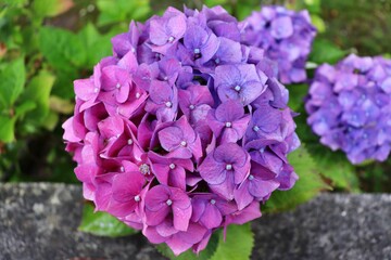 purple flowers