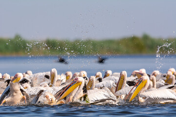 Polujące na ryby pelikany różowe łac. Pelecanus onocrotalus. Fotografia z Delta Dunaju Rumunia. © PIOTR