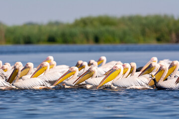 Polujące na ryby pelikany różowe łac. Pelecanus onocrotalus. Fotografia z Delta Dunaju Rumunia. © PIOTR