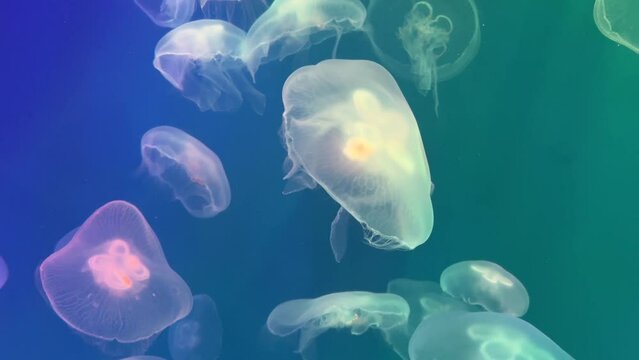 Aurelia jellyfish swims in colored water, colorful underwater pictures, aquarium. There are many jellyfish living in the tropical waters of the Indian, Pacific and Atlantic Oceans