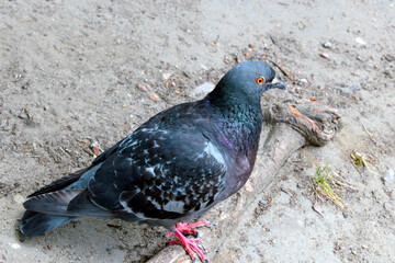 On the ground in the park sits pigeons. City bird.