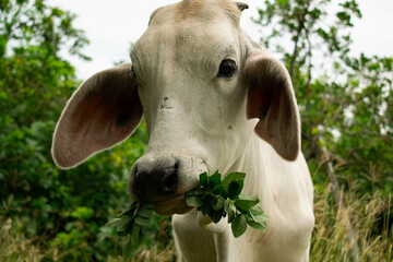 fed cow 