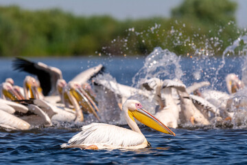 Polujące na ryby pelikany różowe łac. Pelecanus onocrotalus. Fotografia z Delta Dunaju Rumunia. © PIOTR