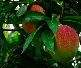 tropical mangoes with an eye-catching color 