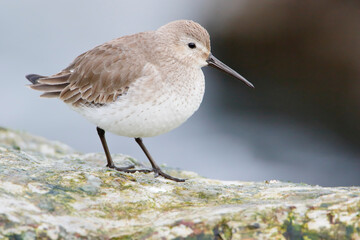 Dunlin (Calidris alpina) on basalt rocks at Barnegat Jetty, USA