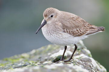 Dunlin (Calidris alpina) on basalt rocks at Barnegat Jetty, USA