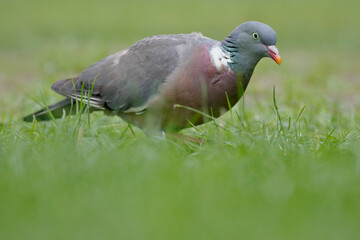 Wood Pigeon (Columba palumbus) foraging through the grass, the Netherlands