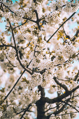 White spring sakura tree 