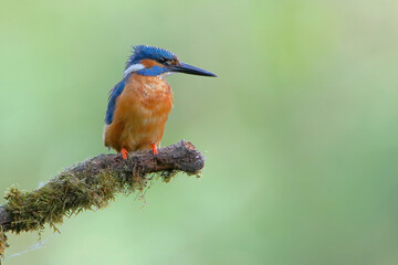 Common Kingfisher (Alcedo atthis) on branch, the Netherlands