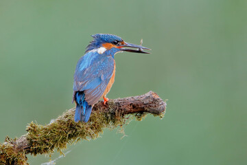 Common Kingfisher (Alcedo atthis) on branch, the Netherlands