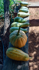 pumpkins