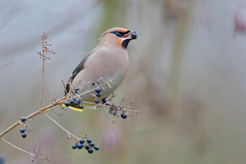 Bohemian waxwing (Bombycilla garrulus) on branch, the Netherlands