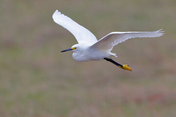 Snowy Egret (Egretta thula) flying at Merritt Island NWR, Florida