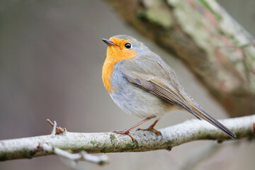 European Robin (Erithacus rubecula) perched on branch, the Netherlands