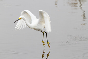 Snowy Egret (Egretta thula) flying at Merritt Island NWR, Florida