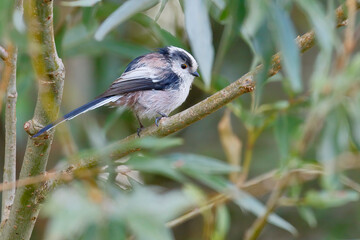 Long-tailed Tit (Aegithalos caudatus) perched on branch, the Netherlands