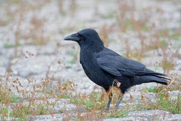 Carrion Crow (Corvus corone) on the ground, the Netherlands