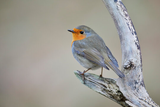 European Robin (Erithacus rubecula) perched on branch, the Netherlands