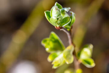 close up of a sprout