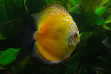 Discus fish in the aquarium. Aquarium fish.