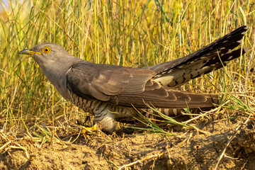 Common cuckoo - Cuculus canorus - on ground  with grass in background. This migrant bird is an european brood parasite. Picture from Danube Delta in Romania.