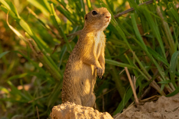 European ground squirrel - Spermophilus citellus - standing on ground on green grass background. Picture from Danube Delta, Romania.