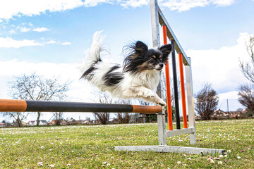 Portrait of a cute Papillon dog jumping over an agility obstacle