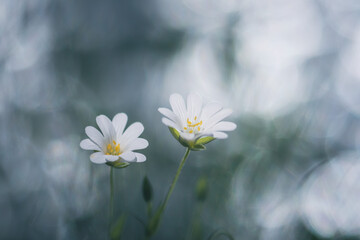 white flowers greater stitchwort on bright background